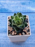 Haworthia Coarctata (Хавортия)