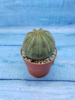 Euphorbia Obesa (Эуфорбия)