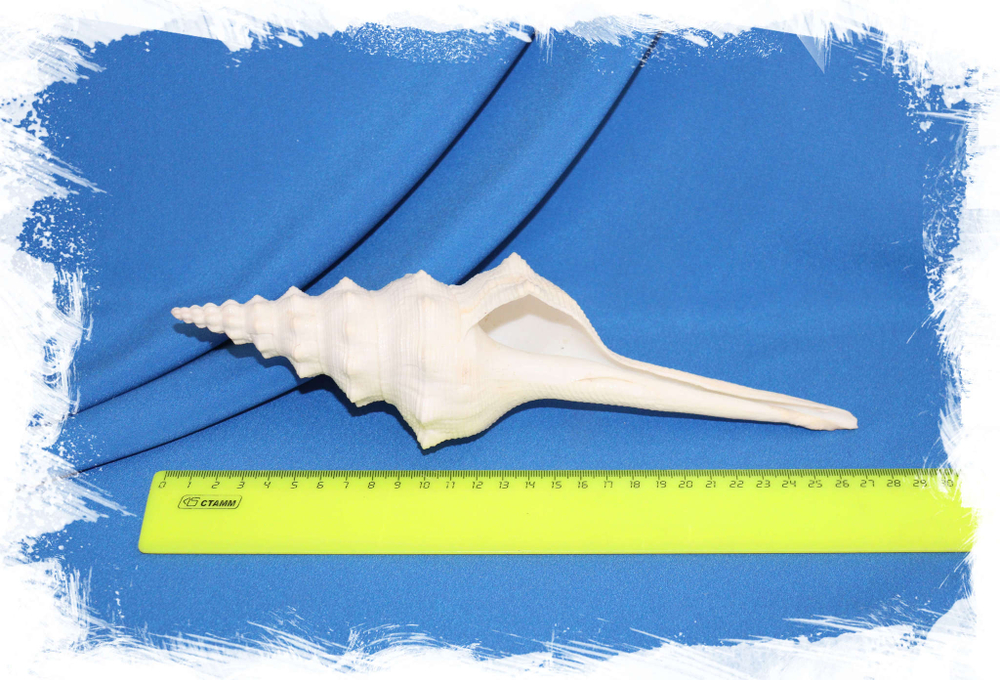 Murex longissimus, Мурекс лонгиссимус