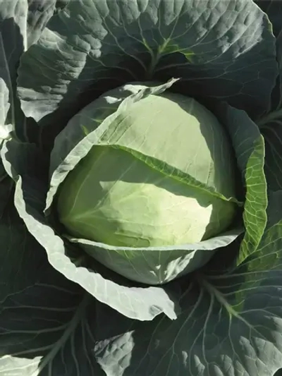 Бронко F1 семена капусты белокочанной (Bejo / Бейо)