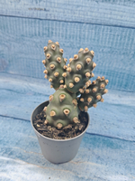 Tephrocactus Molinensis (Тефрокактус)