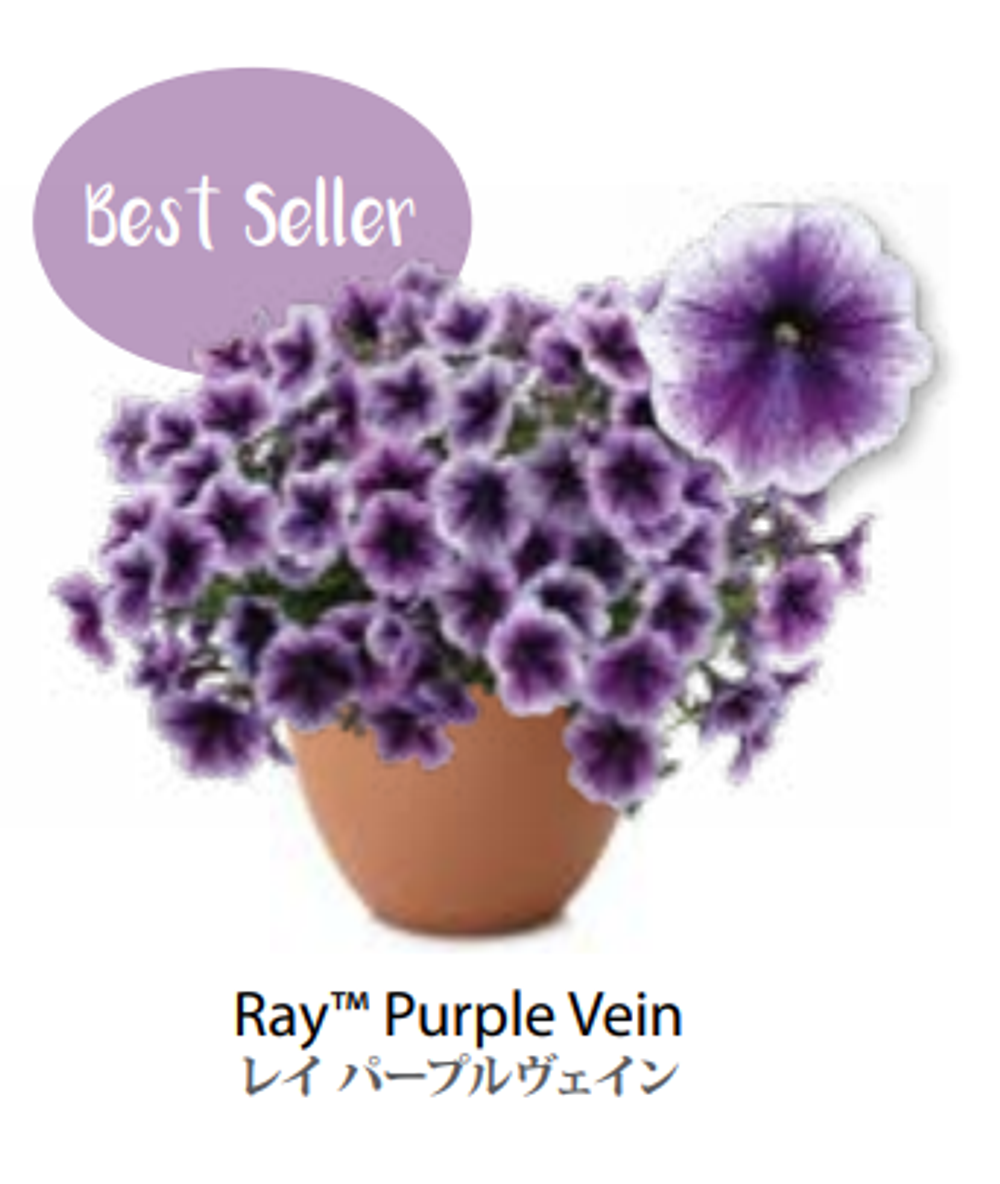 ЕВРО Petunia Ray Purple Vein укорененный черенок середина декабря 25