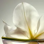 Keune Кондиционер Абсолютный Объем CARE ABSOLUTE VOLUME AMPLIFYING CONDITIONER 250 мл