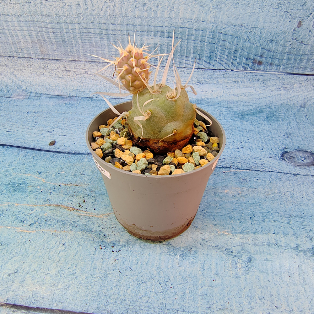 Tephrocactus Articulatus Papyracanthus (Тефрокактус)