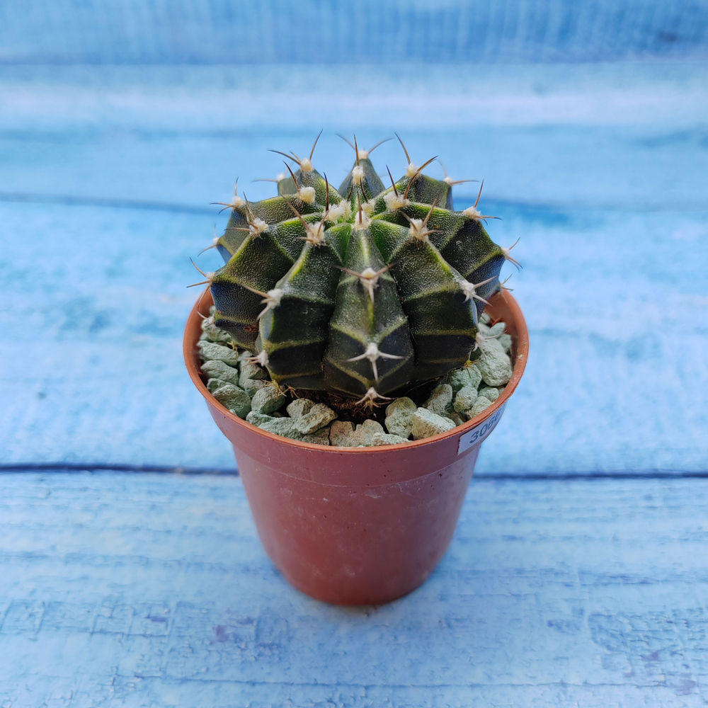 Gymnocalycium Friedrichii (Гимнокалициум)