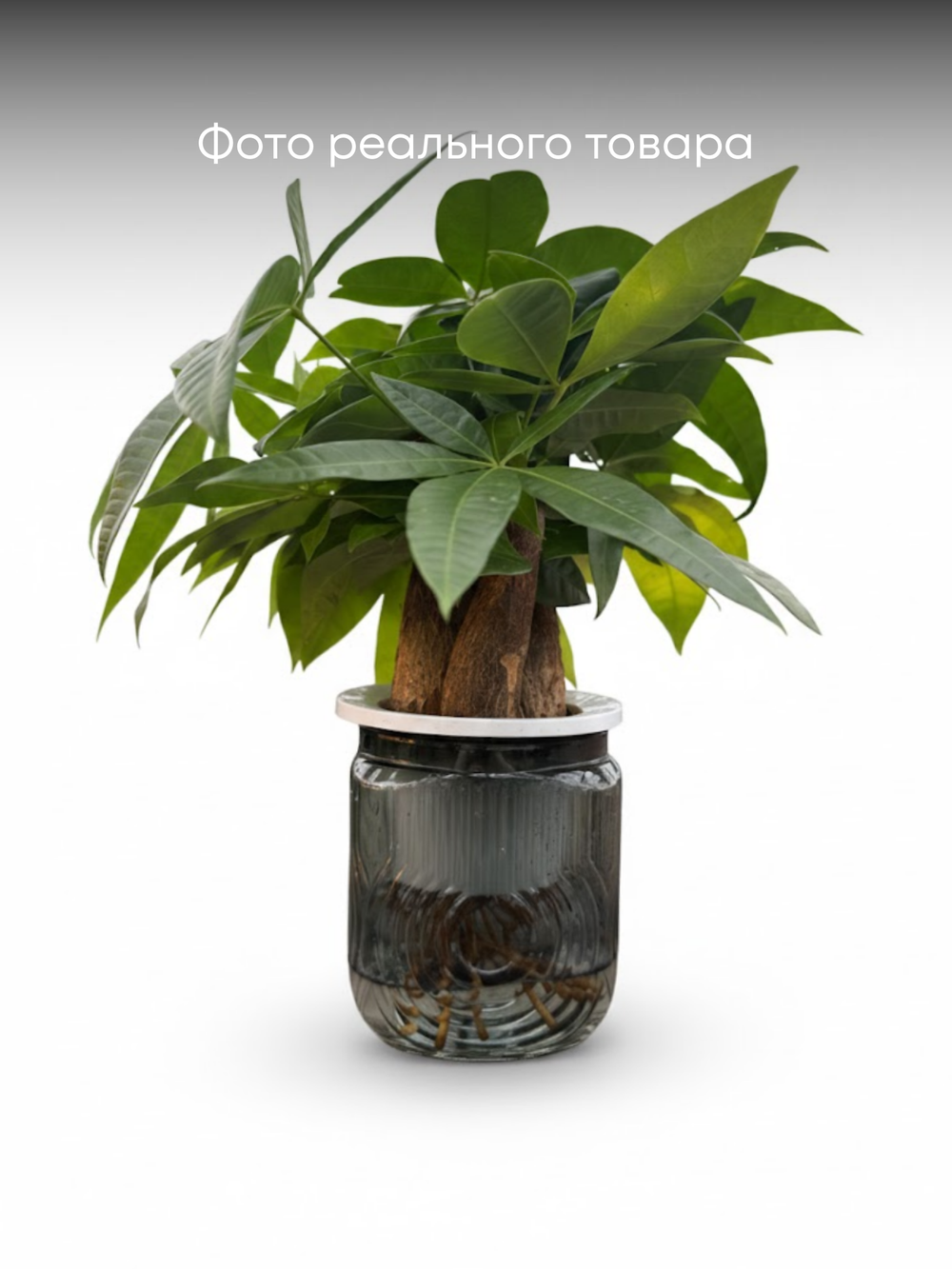 Пахира Little Forest Space Cup Thre