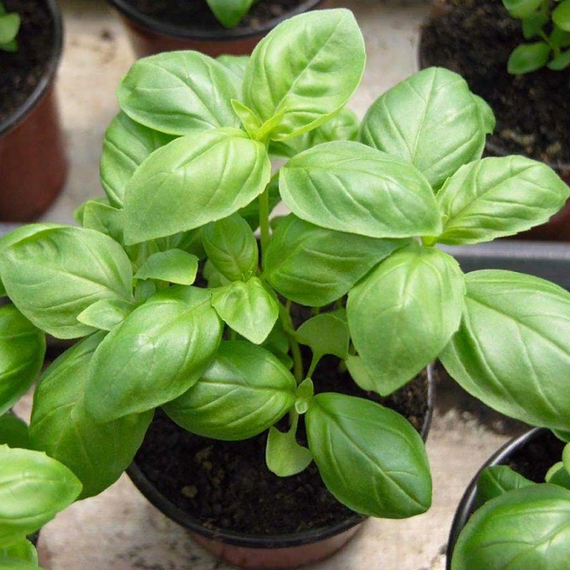 ЛЕМОНА семена базилика Enza Zaden цена – фото 2