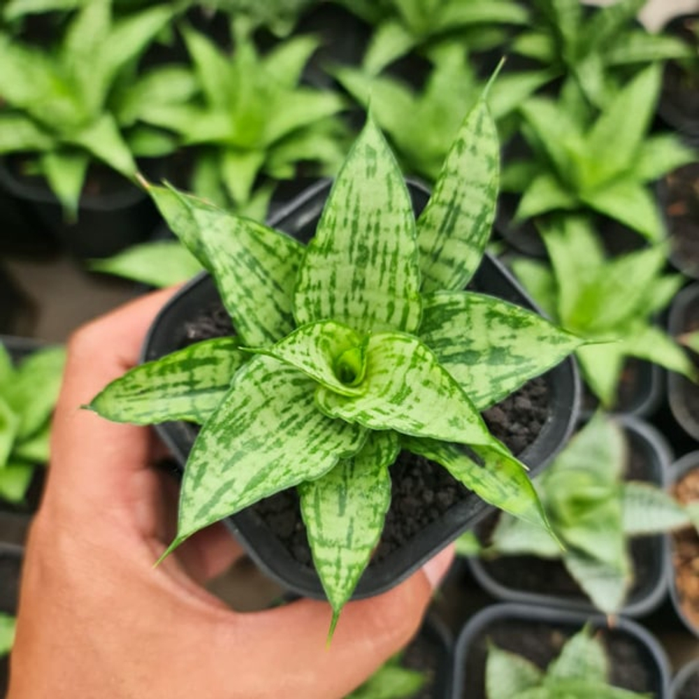 Сансевиерия HYBRID 1(A)