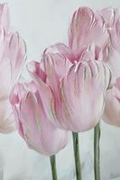 Картина «Розовые тюльпаны 1» (плекси арт) 70x100см.