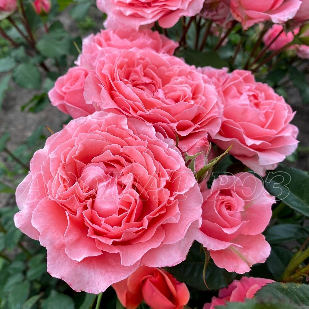 Корал Гели (Corail Gelee)