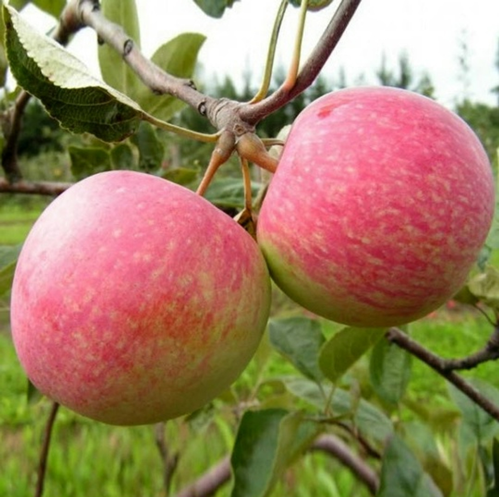 Яблоня Конфетное (Летний сорт)