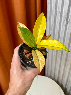 Кодиемум (Кротон) Вилма, D9см H15см, 1шт, Urban Jungle