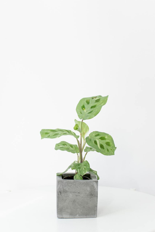 Маранта Кершовеана Вариегата