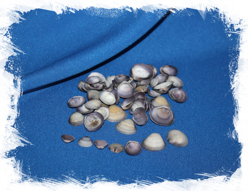 Морские ракушки фиолетовые