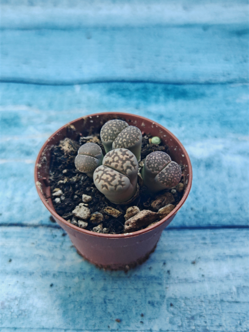 Lithops sp. (Литопсы)