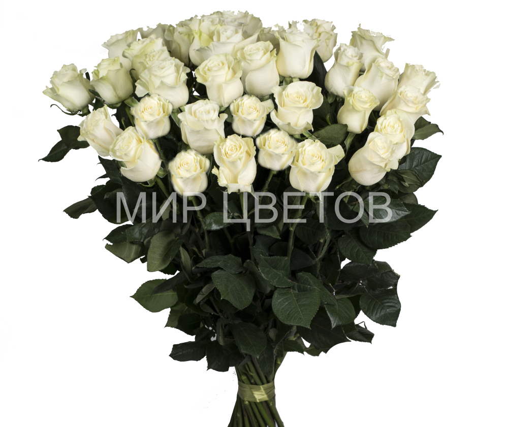 Роза Мондиаль