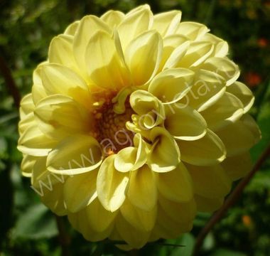 S3207 Георгины Figaro Yellow Shade 10шт.