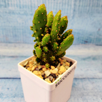 Opuntia monacantha (Опунция)