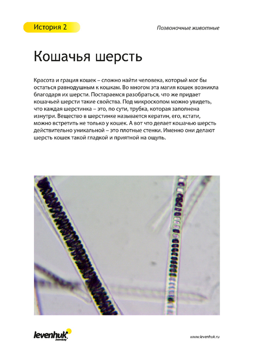 Набор микропрепаратов Levenhuk N80 NG «Увидеть все!»