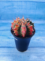 Gymnocalycium Variegata (Гимнокалициум Вариегатный)