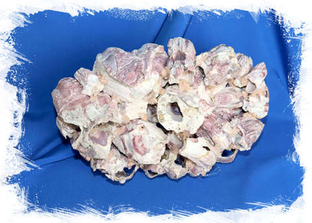 Барнакл 25-30 см.