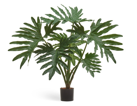 Филодендрон Селло Литл куст 60 см