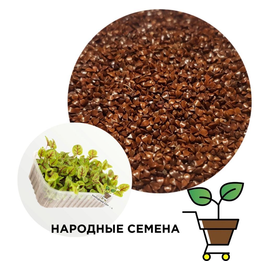 Щавель Кровавая Мэри Польша (семена)