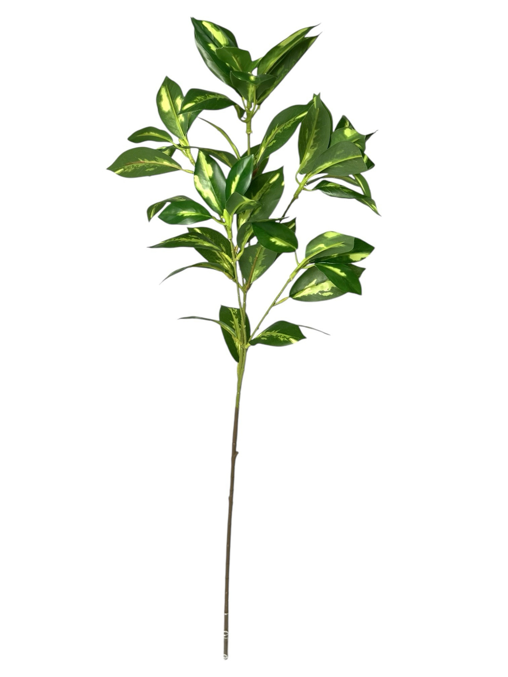 Фикус пятнистый ветка 80 см