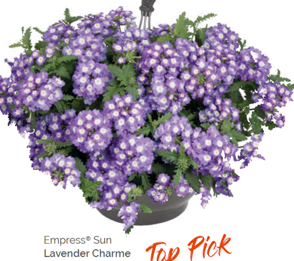 Вербена Empress Sun Lavender Charme укорененный черенок ОКС конец ноября