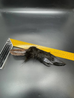 Обсидиановый нож с рукоятью копыта вепря 28 см