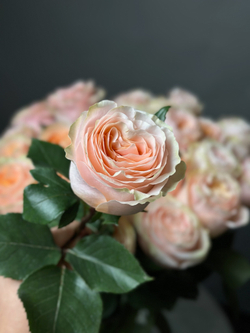 Розы поштучно «Princess crown» (Эквадор)