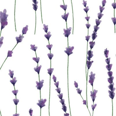 Лаванда. Фиолетовые мелкие цветы