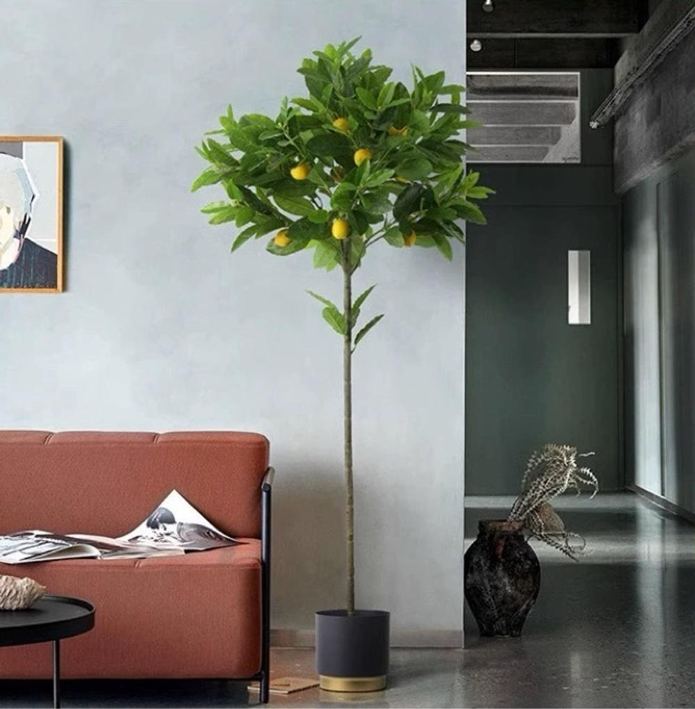 Лимонное дерево с плодами на штамбе 170 см