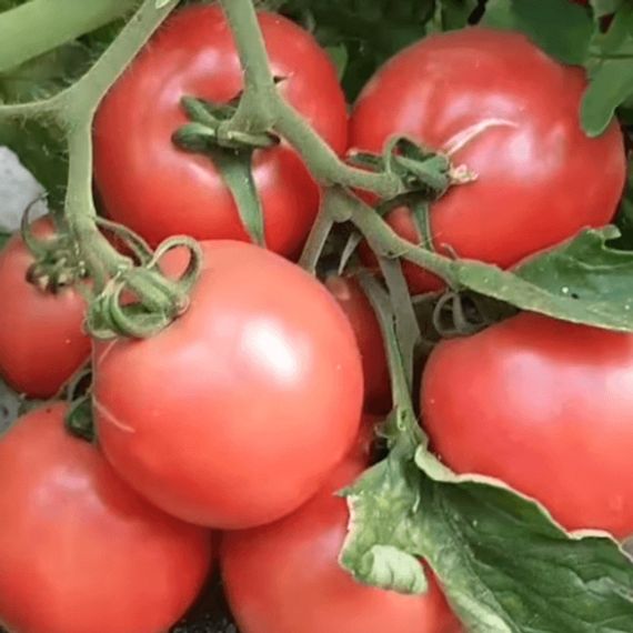 Пинк Буш F1 семена томата детерминантного (Sakata / ALEXAGRO) культура
