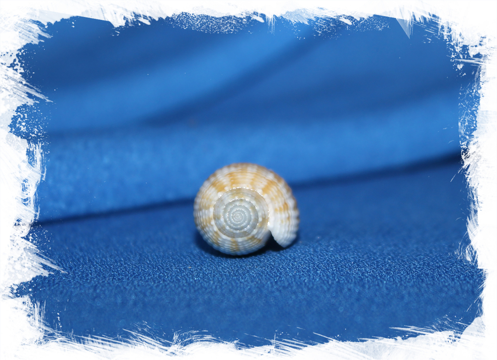 Птеригия кренулята (Pterygia crenulata)