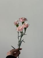 Диантусы кустовые нежно розовые