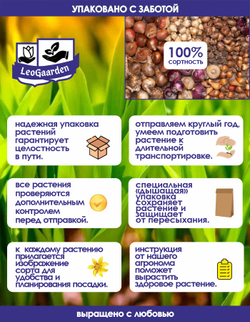 Гладиолус Луковица, Принцесс Маргарет Роуз, 4 шт