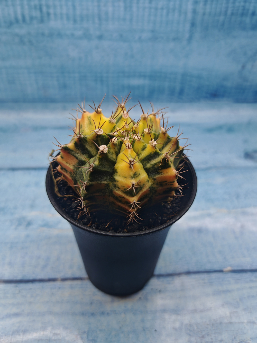 Gymnocalycium Variegata (Гимнокалициум Вариегатный)