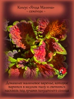 Колеус Ягода Малина вегетативный