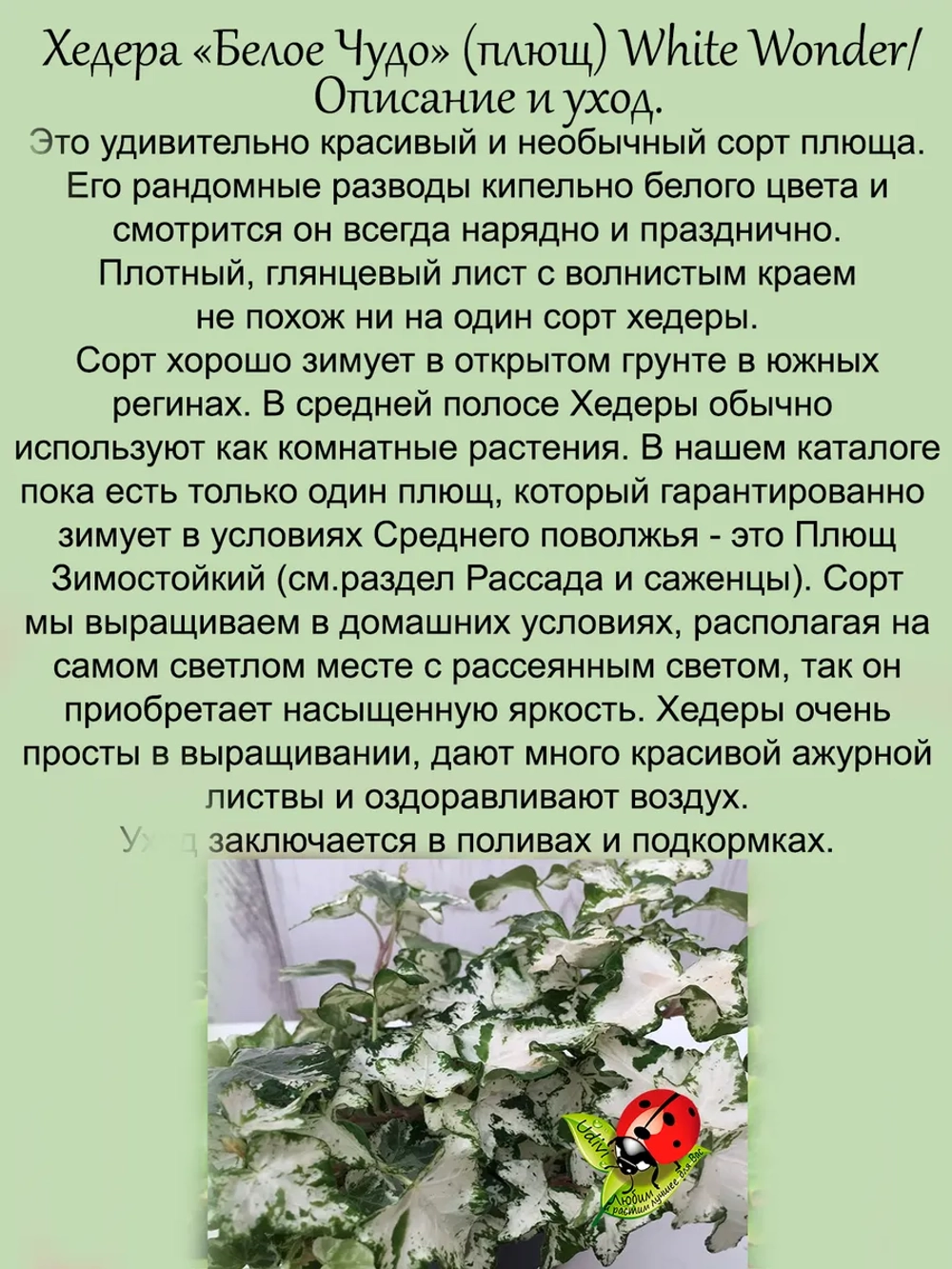 Хедера Белое Чудо плющ вариегатный