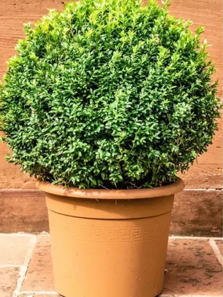 Семена Самшит мелколистный корейский 1гр