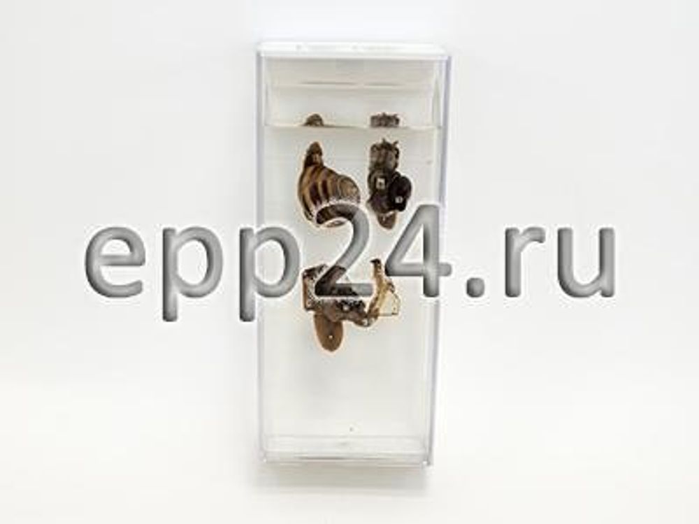 Внутреннее строение брюхоногого моллюска