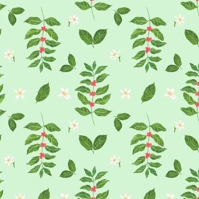 Ветка кофейных ягод с цветами