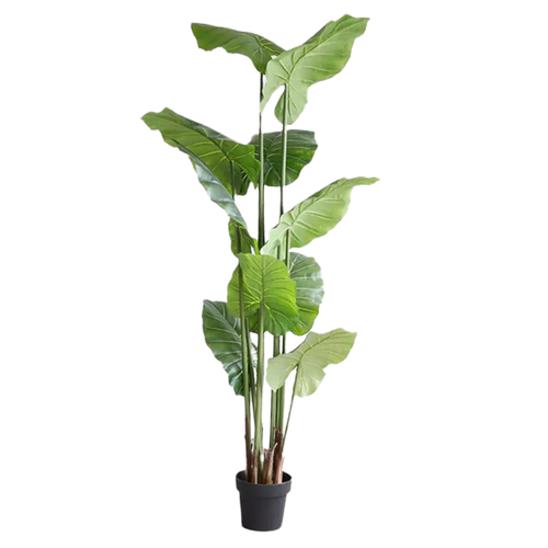 Алоказия 210 см.