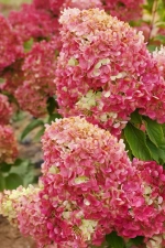 Краса Лесково С3