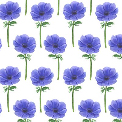 Цветы анемоны акварель