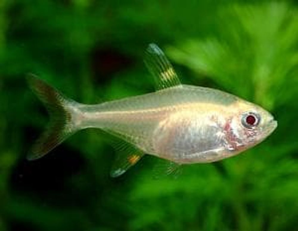 (684)    Пристелла (Pristella maxillaris)