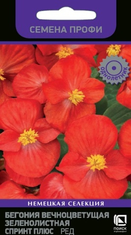 Бегония Спринт Плюс Ред вечноцветущая зеленолистная  10шт Поиск