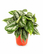 Сциндапсус