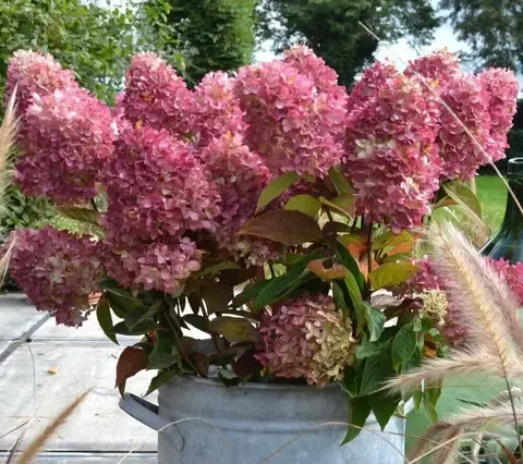 Гортензия метельчатая РЕД ЛАЙТ (Hydrangea paniculata 